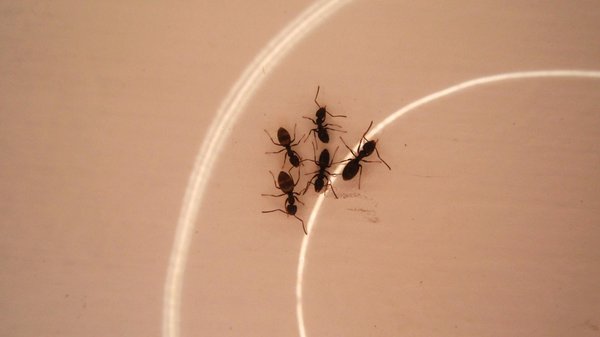 Comment gérer les fourmis au potager sans produits chimiques ?