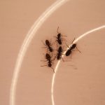 Comment gérer les fourmis au potager sans produits chimiques ?